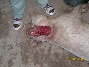 Santa Rosa pig mutilation