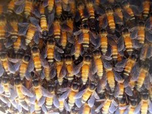 giant honey bees