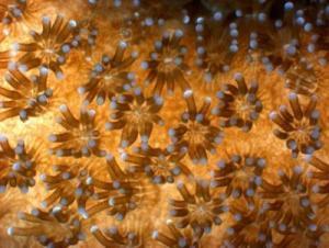 coral Stylophora pistillata