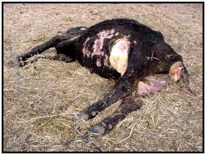 Mutilated cow