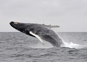 humpback whale 