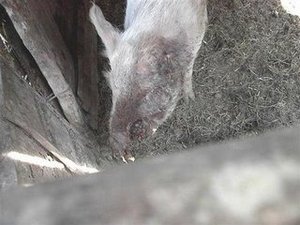 Mutilated sow