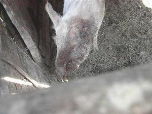 Click to enlarge Mutilated sow