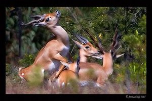 blackbucks