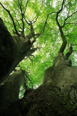 Ancient forests.