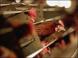 Click to enlarge chicken
