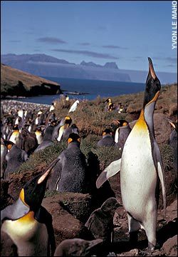 King Penguin