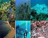 coral reef degradation