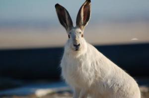 Click to enlarge Yellowstone Jackrabbit