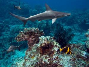 Click to enlarge Hammerhead Shark