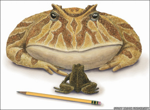 Giant Frog