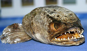 Giant Snakehead