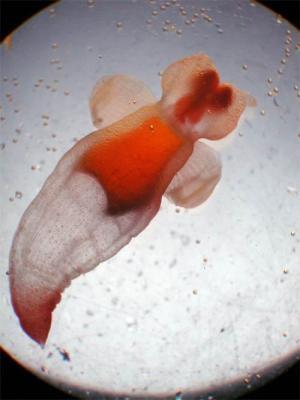 pteropod (pelagic snail)