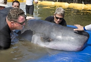 pygmy sperm whale 