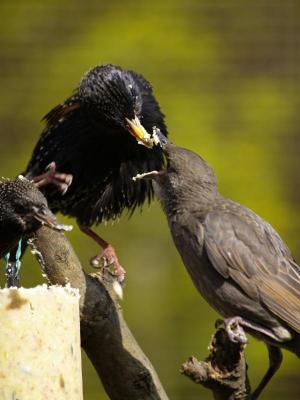 European starling