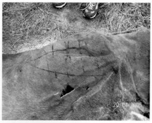 Click to enlarge Dead Cow