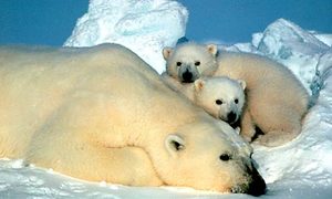 Alaska Polar bears