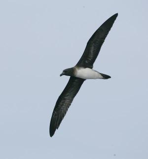 Becks Petrel Pseudobulweria becki