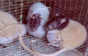 Aspartame Rats Tumor Cancer