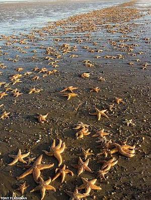 Dead Starfish