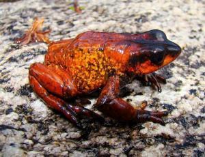 harlequin frog