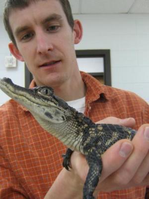 juvenile American alligator