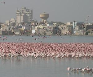 flamingos