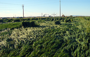 Crop circle 