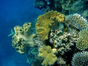 coral and zooxanthellae 