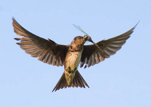 Click to enlarge Purple Martin