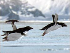 Click to enlarge Flying penguin