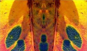 Castaneda image