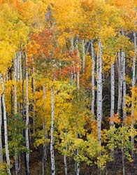 aspen trees colorado