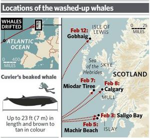 Whale Sonar 