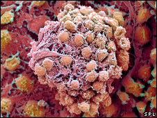 Click to enlarge Stem Cell