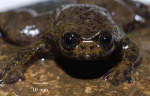 lungless frog