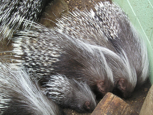 Cute porcupines