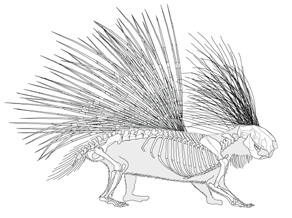 Hystrix skeletal