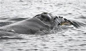 North Pacific right whale