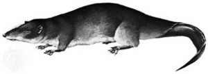 ottershrew