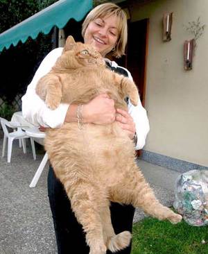 real garfield