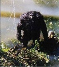 Click to enlarge Bigfoot