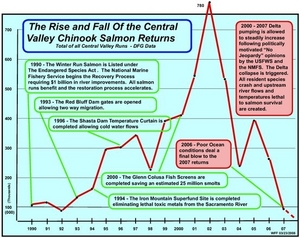 Salmon
