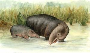 Ancient elephant