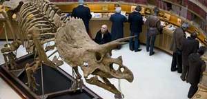 Triceratops