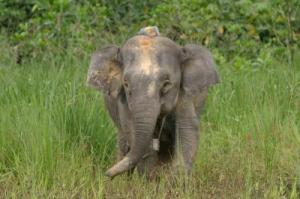 Pygmy elephant