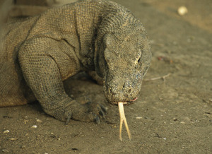 Komodo Dragon