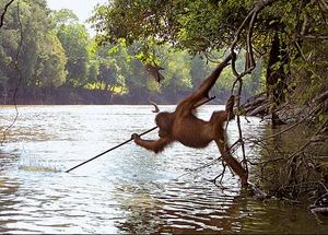 Orangutan fishing