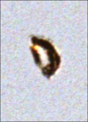 Mushroom UFO