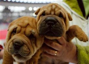 Shar Pei puppies